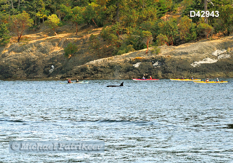 Killer Whale (Orcinus orca)